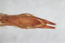   M. marmorator  genitalia distal
